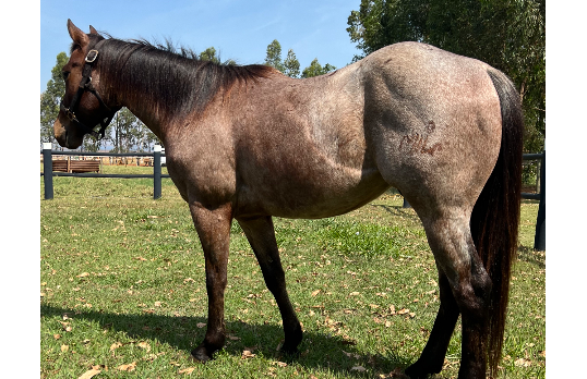 HICKORY BET MIL
